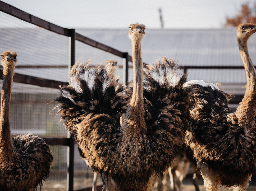 Eco Complex Kazeyevka-Kazeyevka必去景点