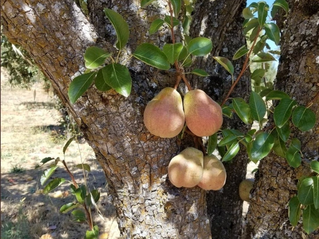 O'Dell's Organic Orchard景点图片