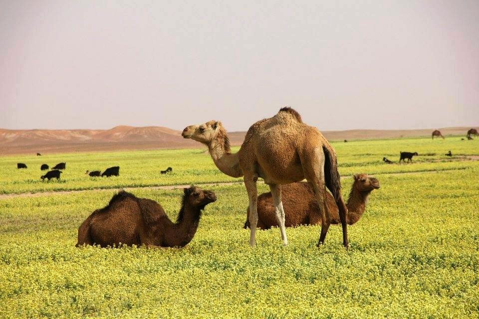 El Gouera旅游攻略图片