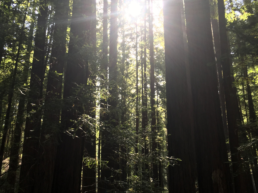 Armstrong Redwood State Reserve景点图片