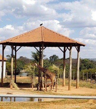 Jardim Zoologico De Brasilia景点图片