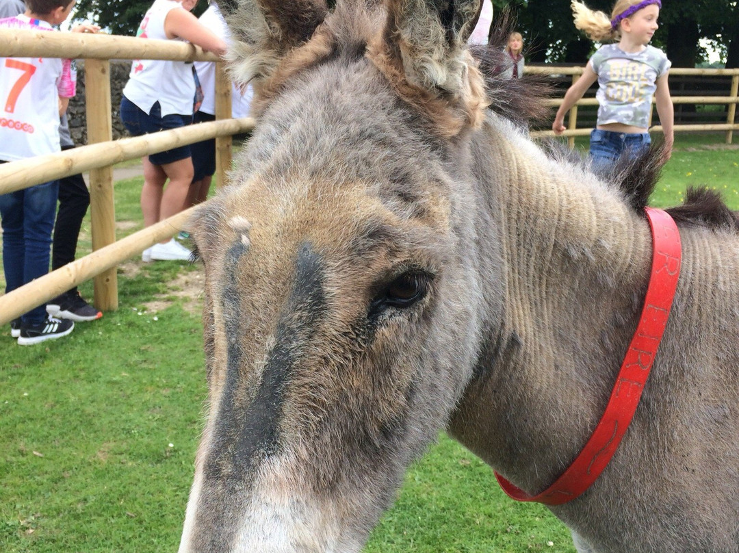 The Donkey Sanctuary景点图片