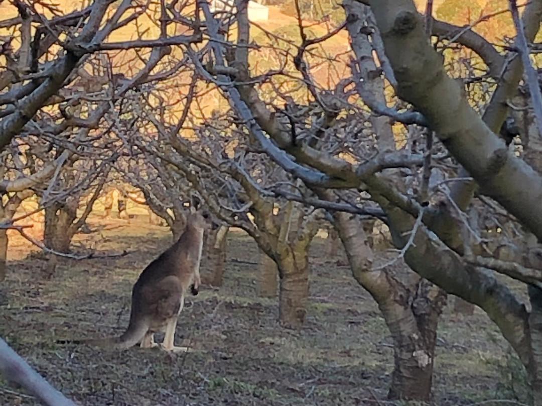 Borrodell Vineyard主图