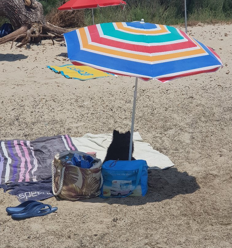 Mortelliccio Spiaggia Libera per Cani-皮翁比诺必去景点