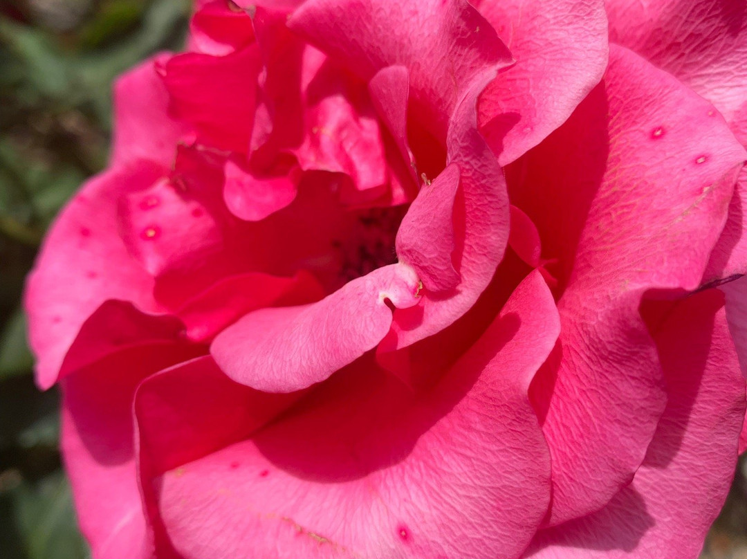 Berkeley Municipal Rose Garden-伯克利必去景点
