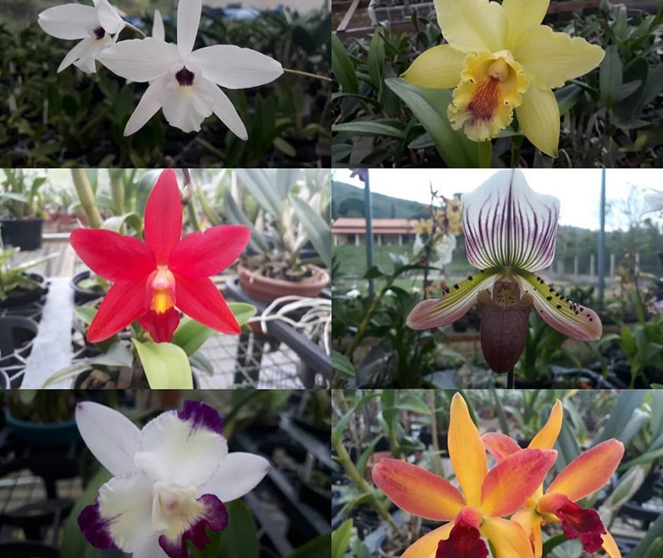 Fábrica de Orquídeas-Paty do Alferes必去景点