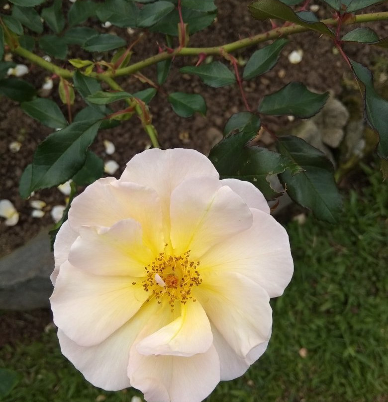 Kebun Mawar Situhapa主图