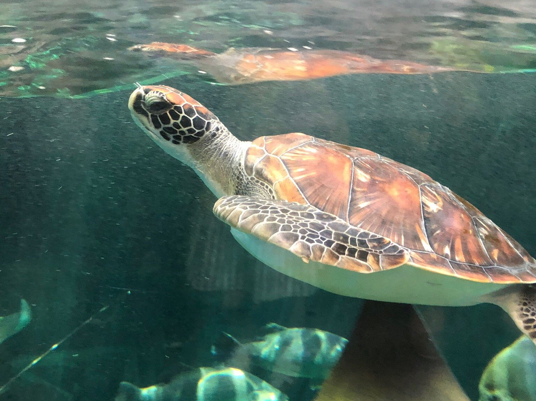 Miyajima Public Aquarium景点图片