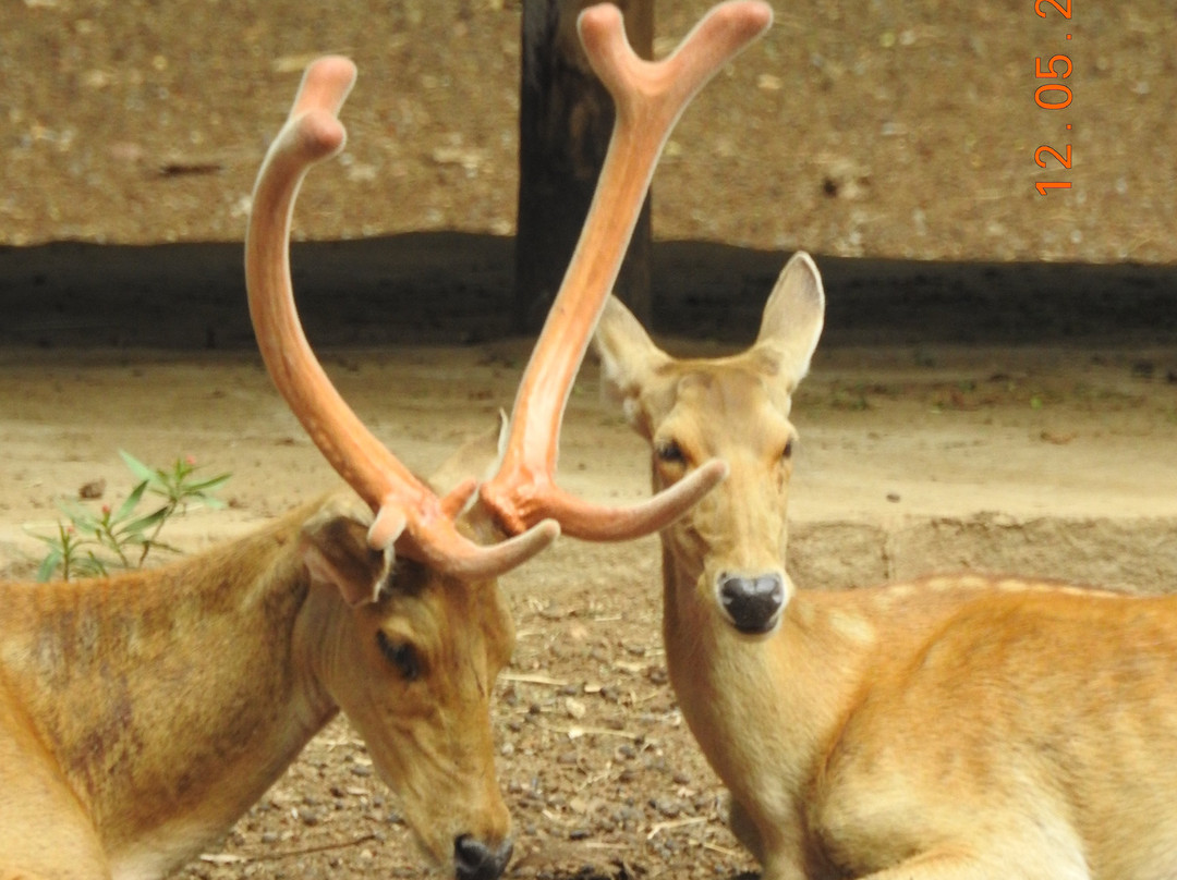 Sri Chamarajendra Zoological Gardens-迈索尔必去景点