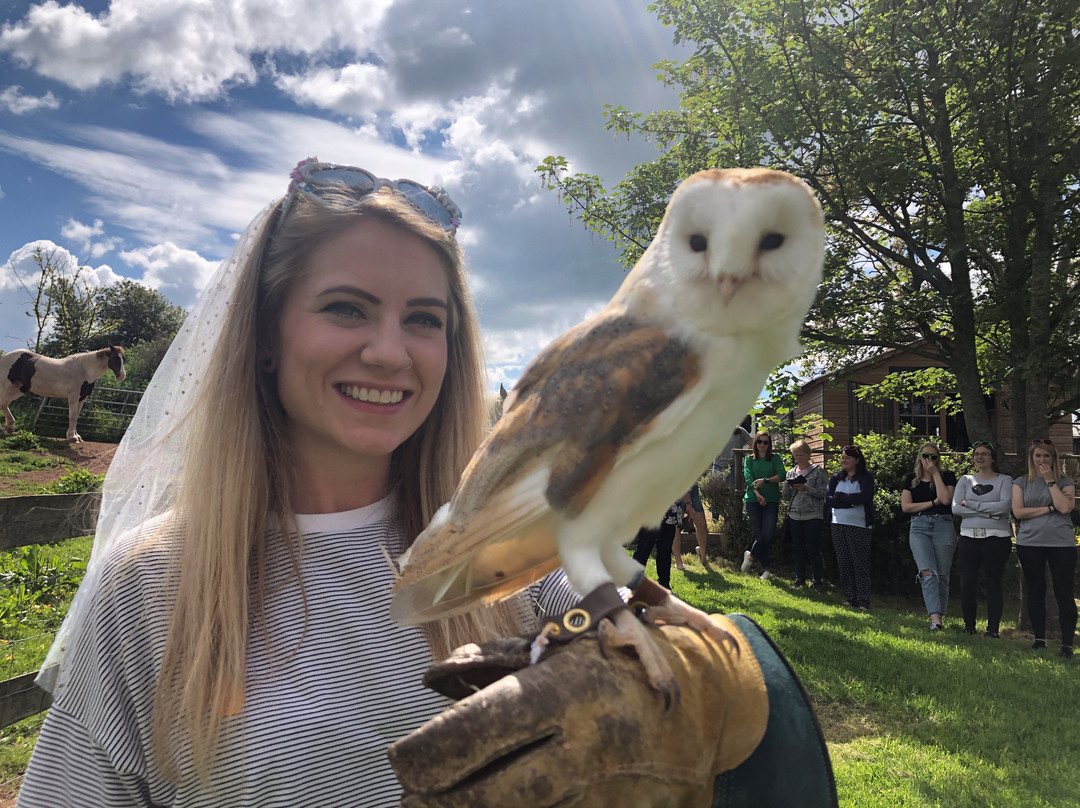Black Mountains Falconry Centre景点图片