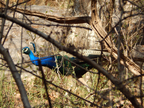 null-Ranthambore National Park