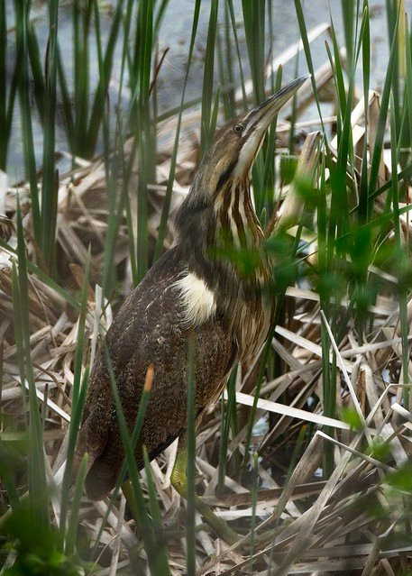 Shelburne Pond-谢尔本必去景点