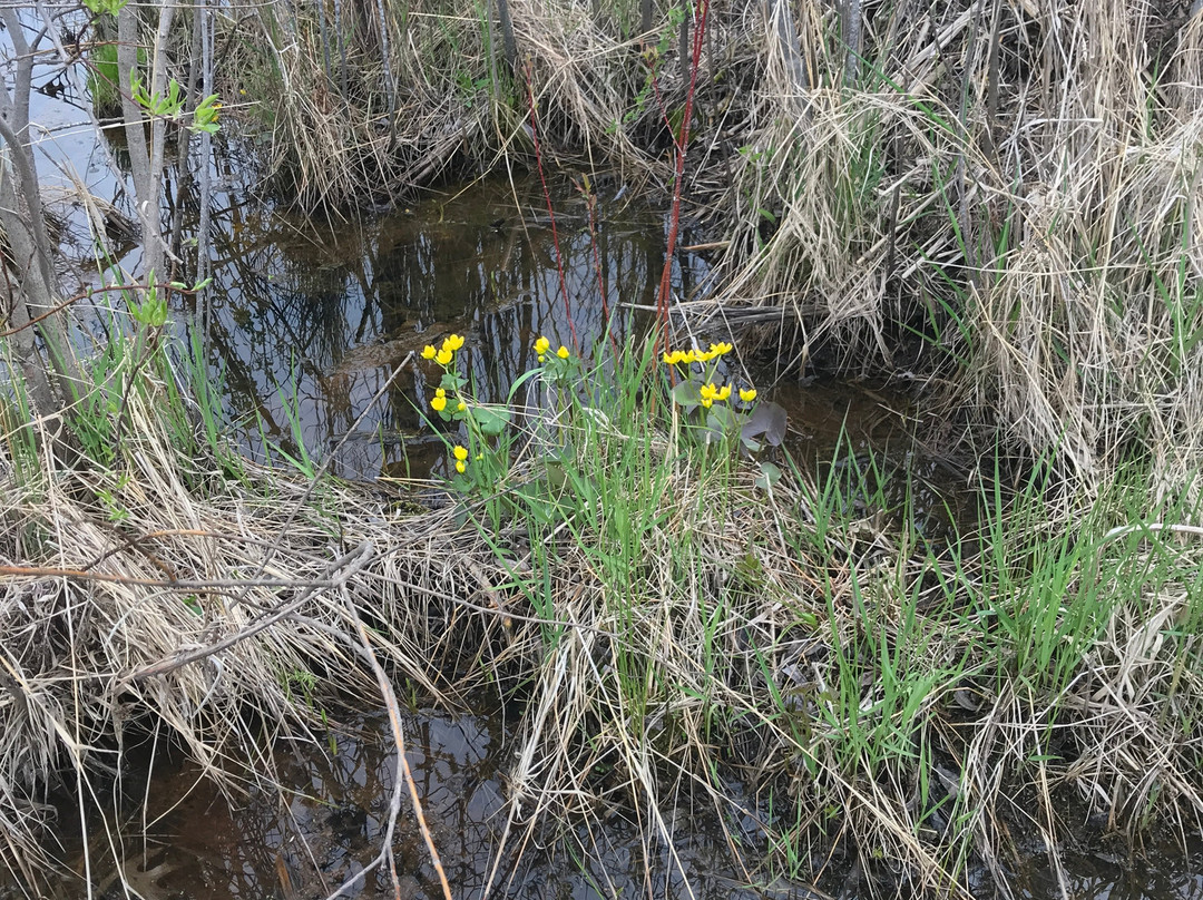 Tamarack Nature Preserve景点图片