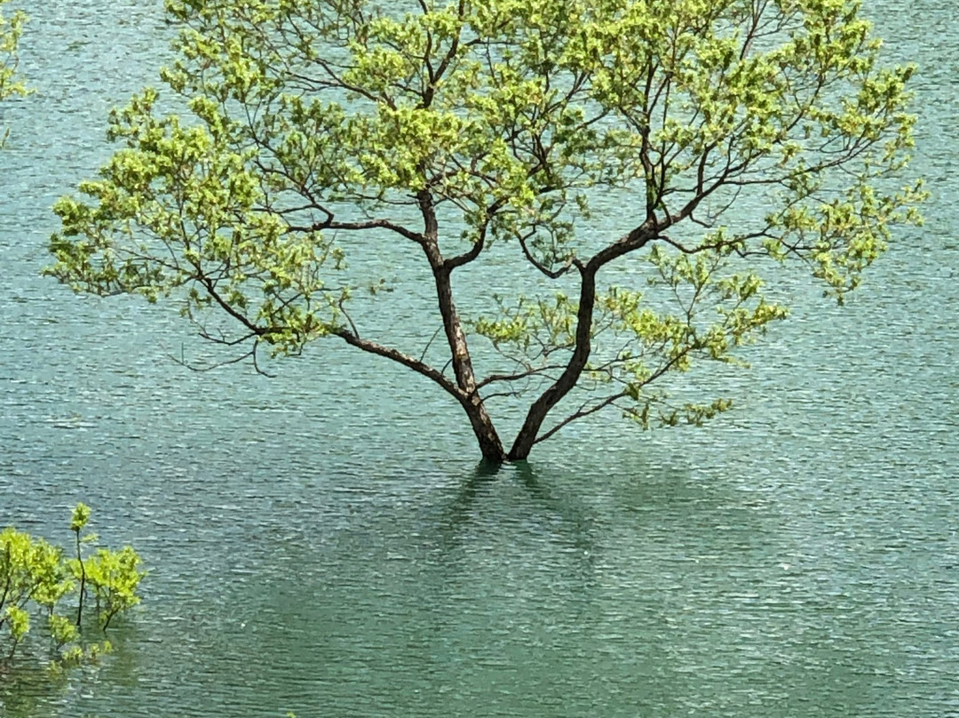 Shirakawa Lake景点图片