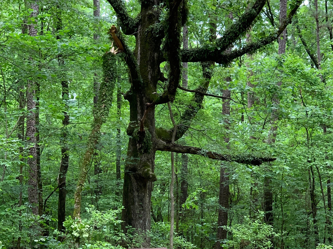 DeSoto Bluff Trail景点图片