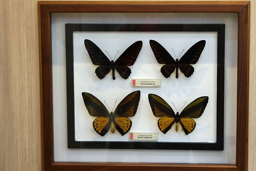 Hampyeong Expo Park - Butterfly Insect Specimen Exhibition hall-咸平郡必去景点