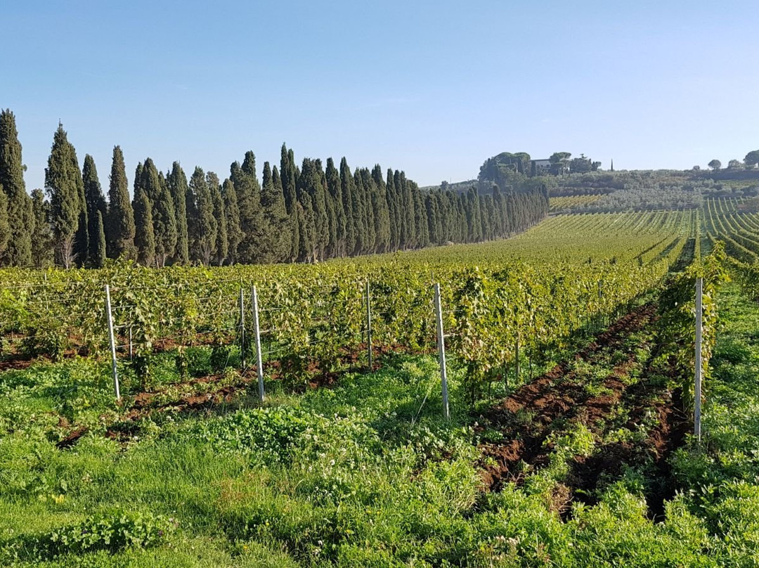 Tenuta di Pietra Porzia主图