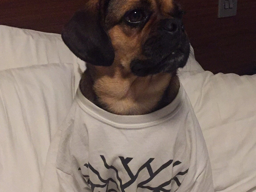 Palace Hotel主图