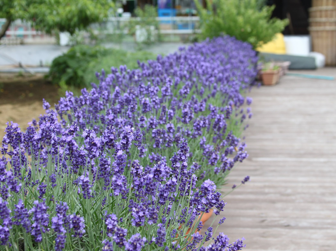 Morinohatake The Blueberry Farm-须坂市必去景点