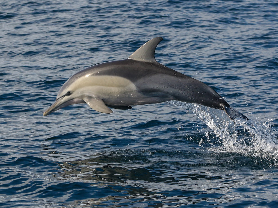 野生海豚共游之旅景点图片