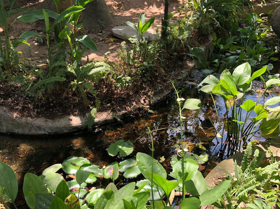 和平热带丛林水疗景点图片