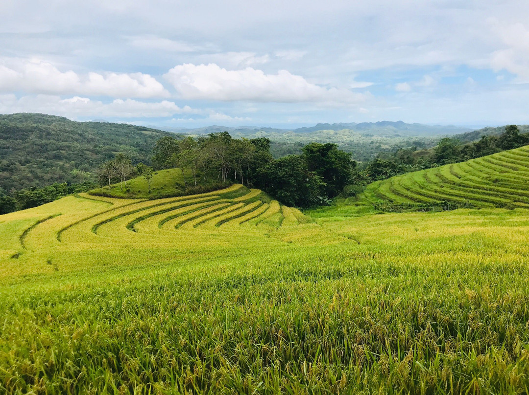 Candapdapan Rice Terraces景点图片