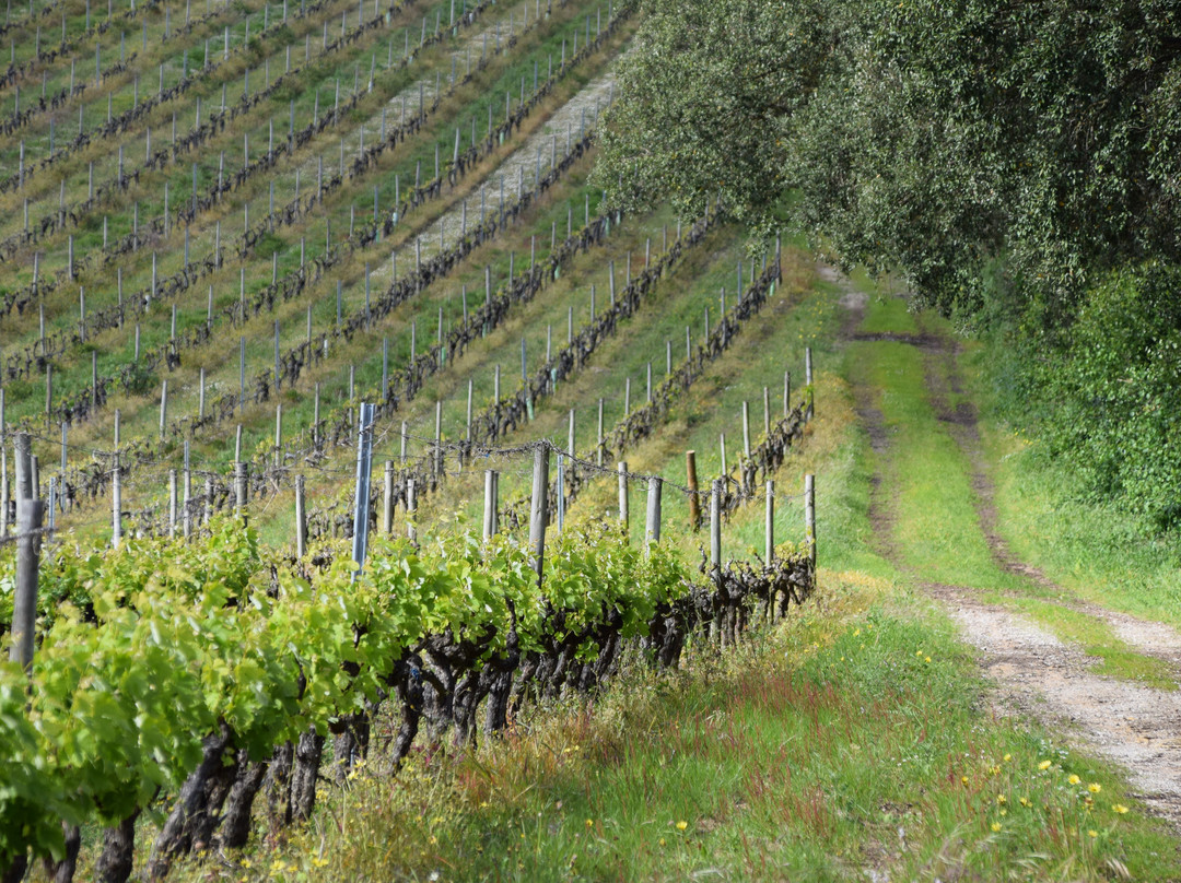 Quinta De Catralvos主图