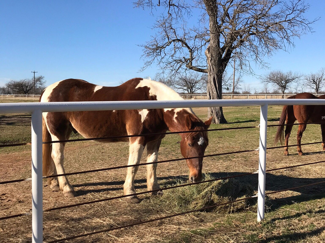 Ranch Hand Rescue-Argyle必去景点