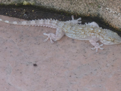 隆戈麦酒店主图