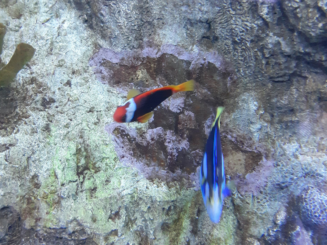 ABQ BioPark Aquarium-阿尔伯克基必去景点