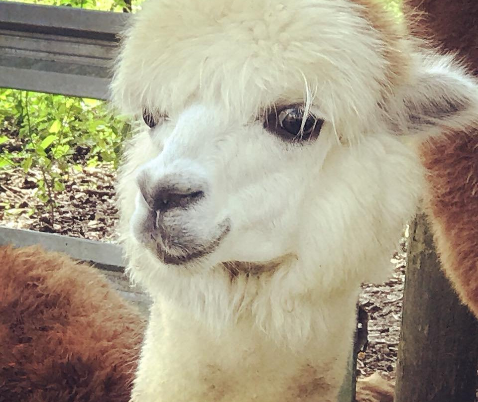 Aunt Louise's Farm景点图片