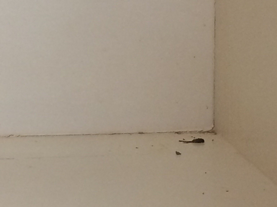 Acacia Lodge Motel主图