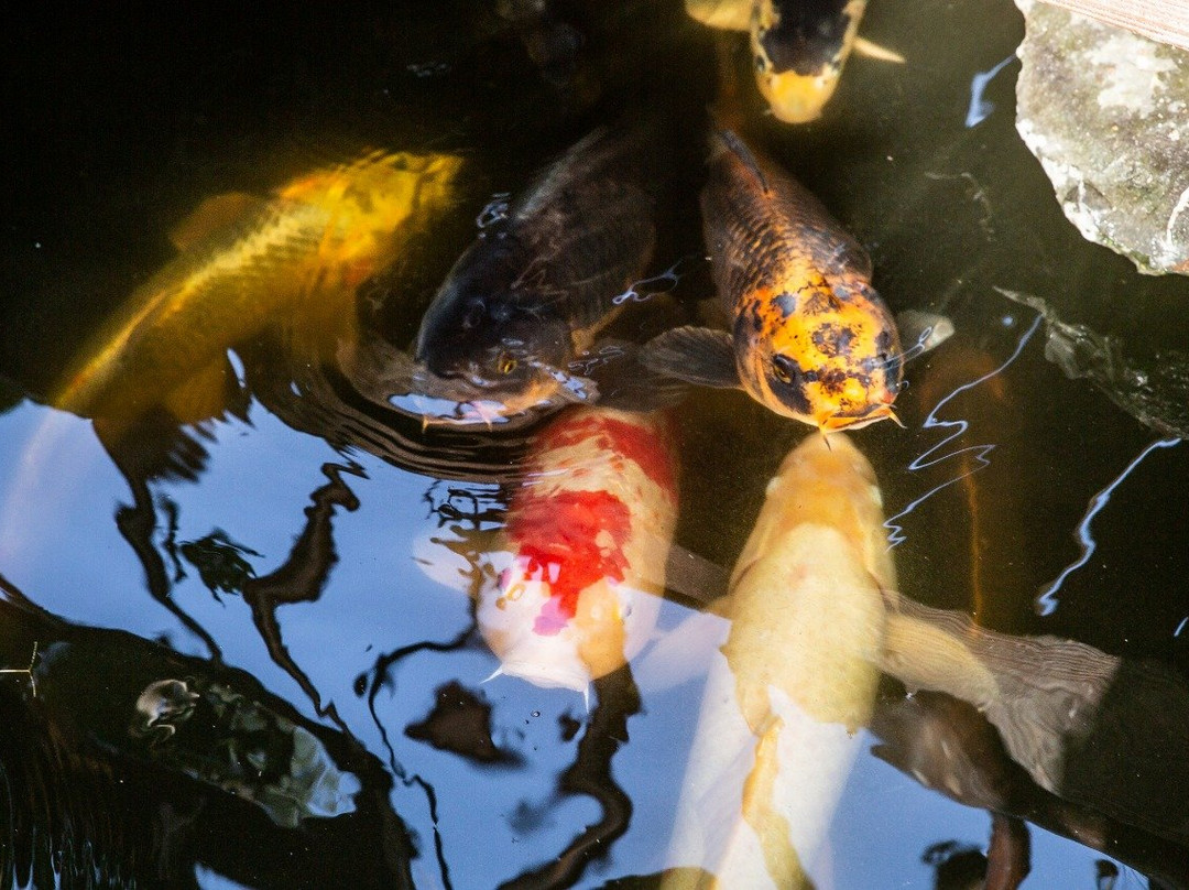 Mpekweni Beach Resort主图