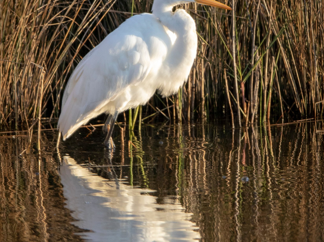 Big Reef Nature Park-盖维斯顿必去景点