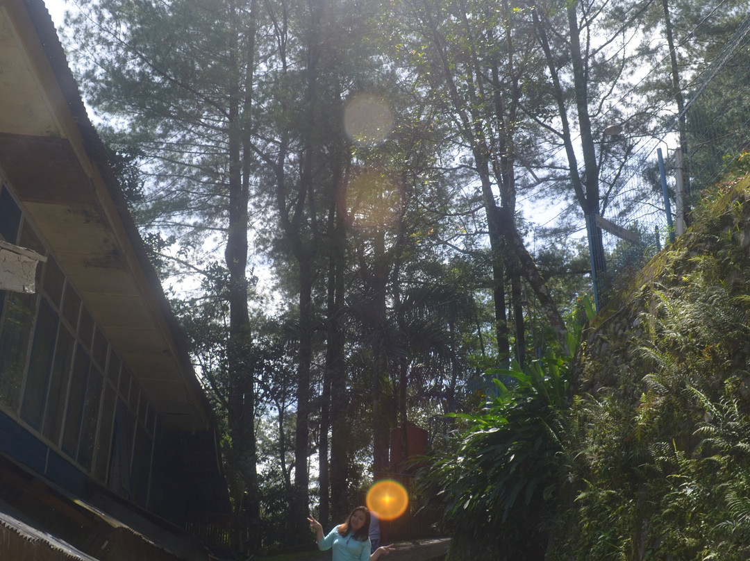 Malino Tea Plantation景点图片