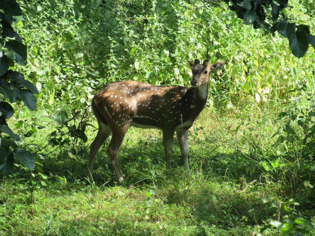 Sanjay National Park景点图片