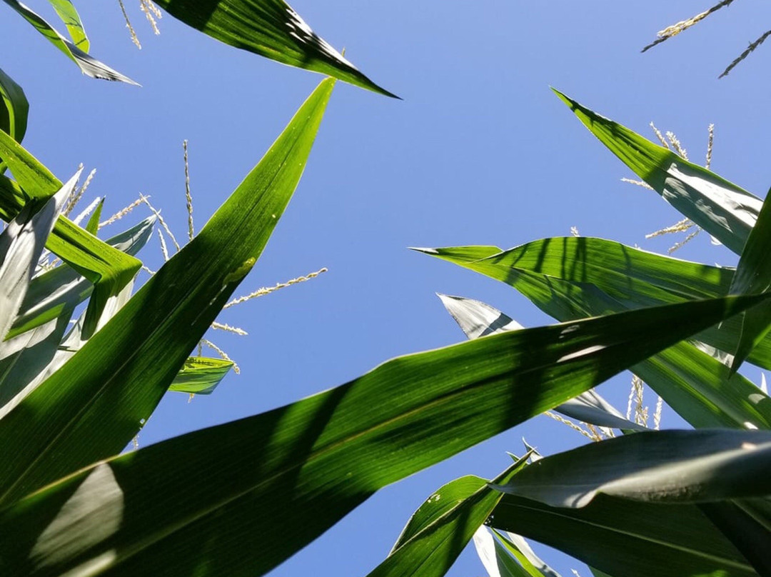 Layman Family Farms-Blue Ridge必去景点