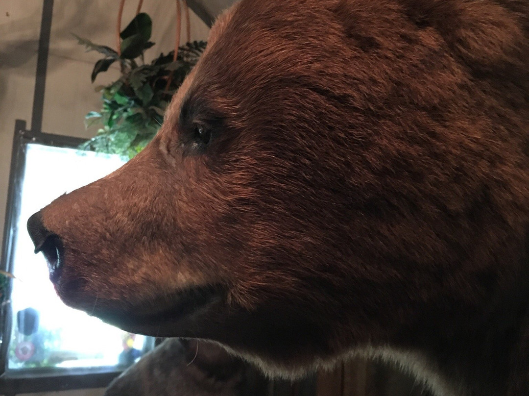 Alpine Taxidermy & Wildlife Museum景点图片
