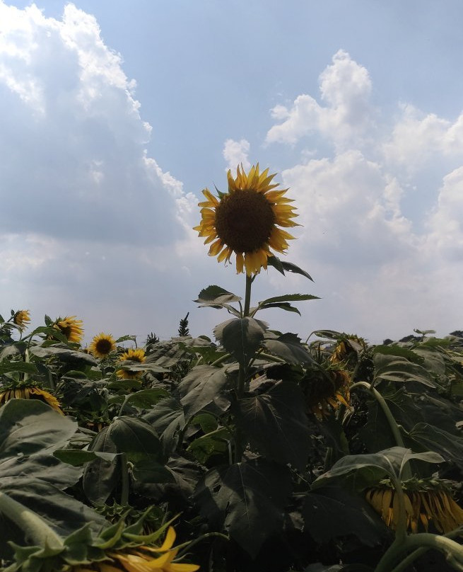 Kiyose Sunflower Farm景点图片