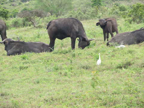 Emandy Adventures-阿鲁沙必去景点