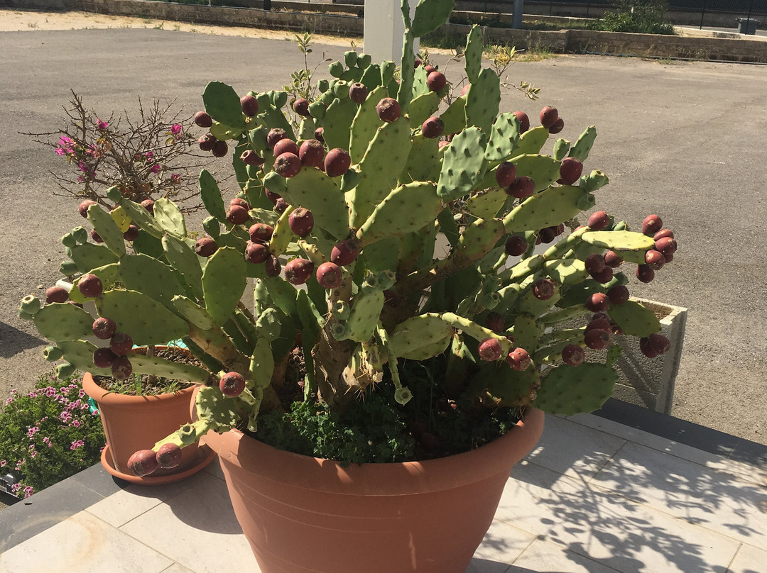 Oliva Organic Farm-Solarino必去景点