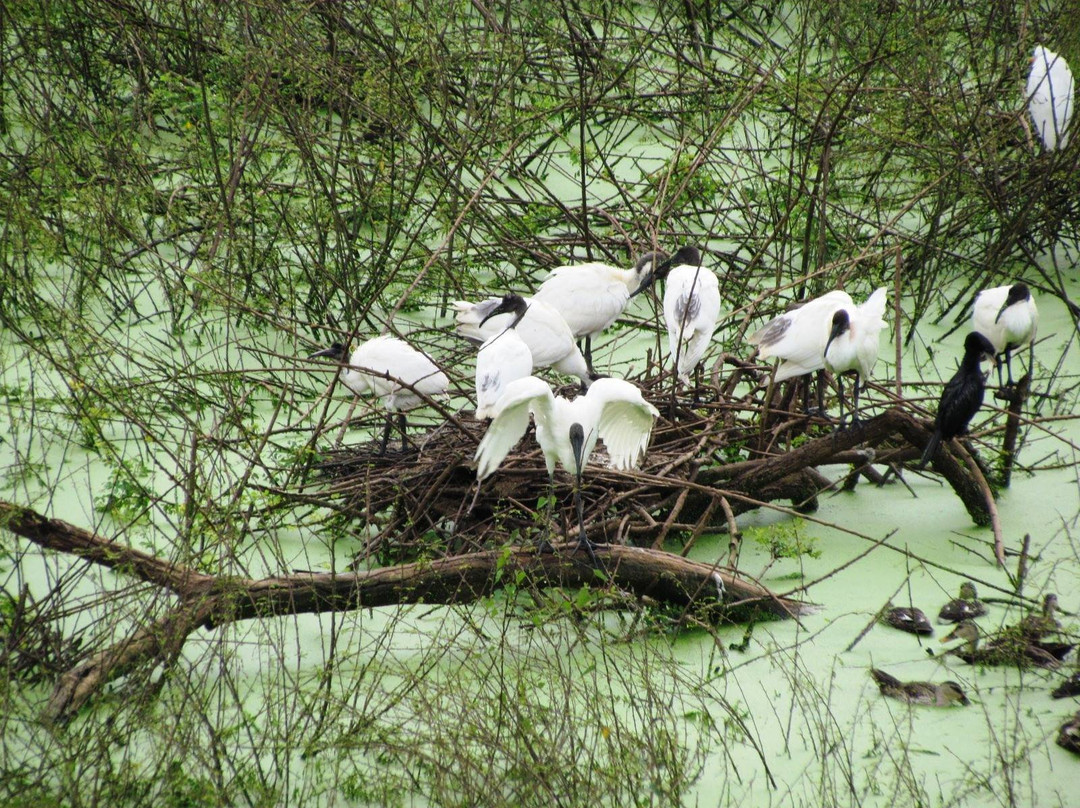 Gudavi Bird Sanctuary景点图片