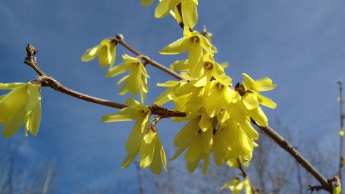 Botanical Garden of ISU-伊尔库茨克必去景点