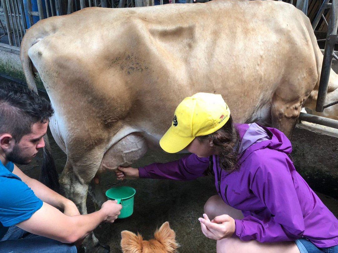 Finca El Paraiso CR - Cheese Farm Tour-Los Tornos必去景点