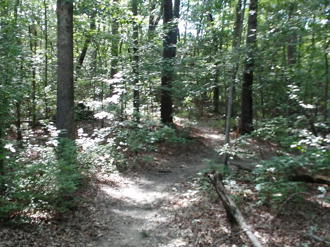 Cedarville State Forest景点图片