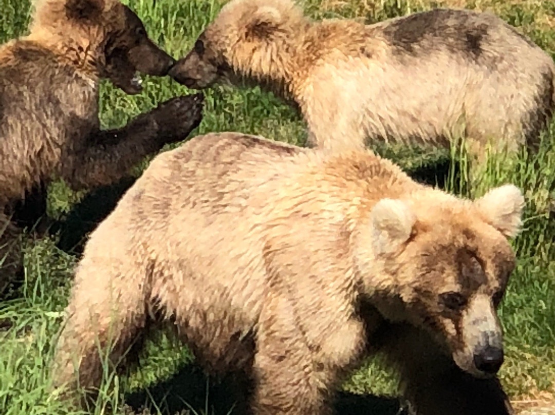 Brooks River-卡特迈国家公园及自然保护区必去景点