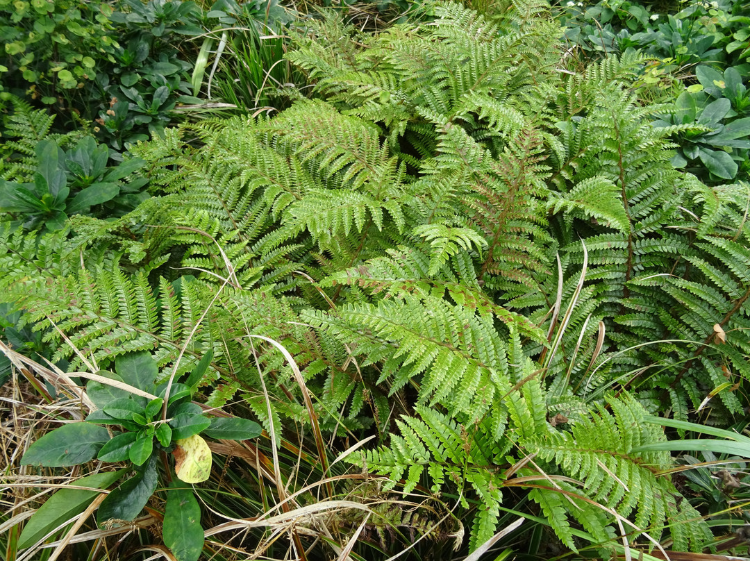 Kwekerij en Kijktuin Aan de Dijk-Oudeschip必去景点