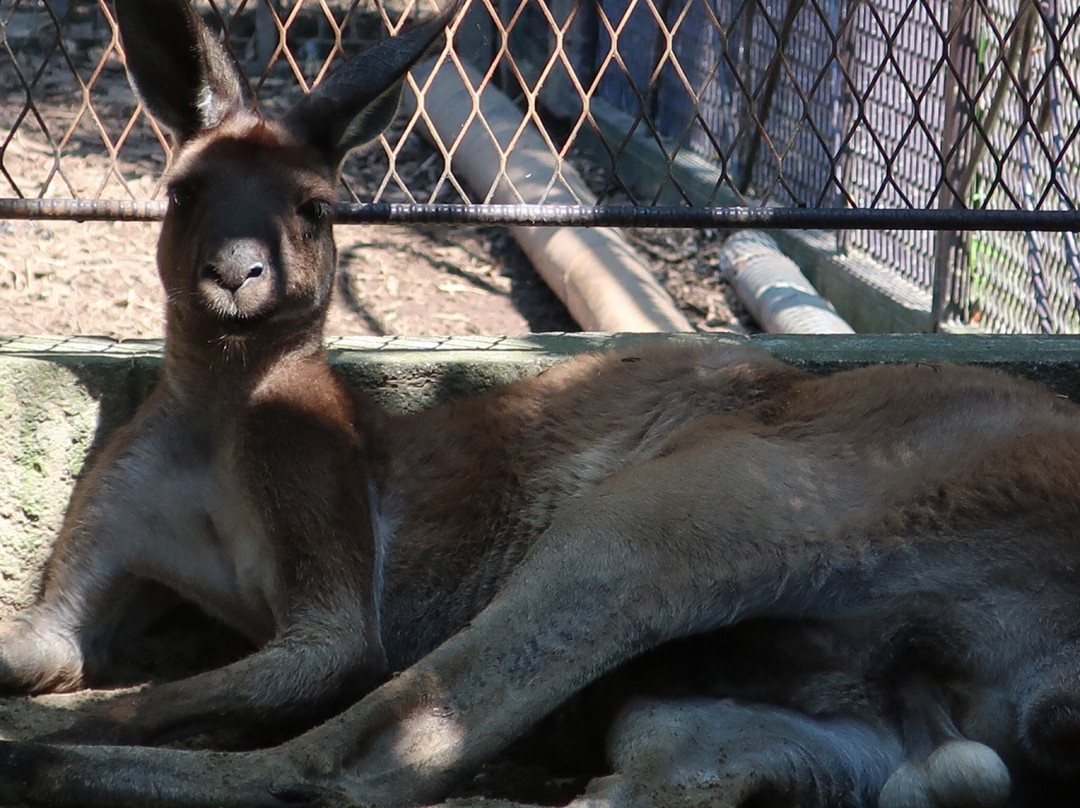 Sayuri World-市原市必去景点
