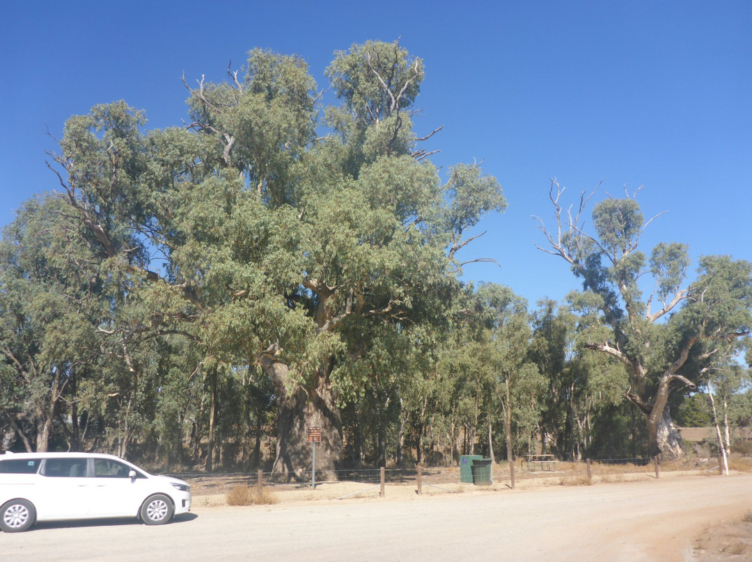 Giant Red Gum Tree景点图片