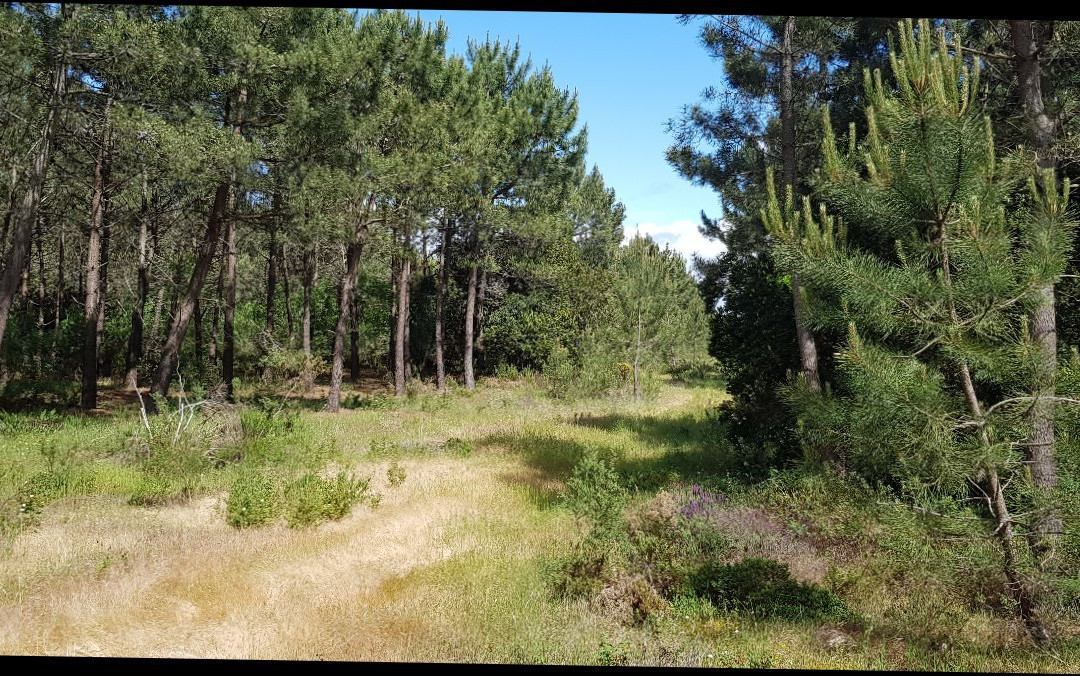 Reserva Natural das Dunas de Sao Jacinto景点图片